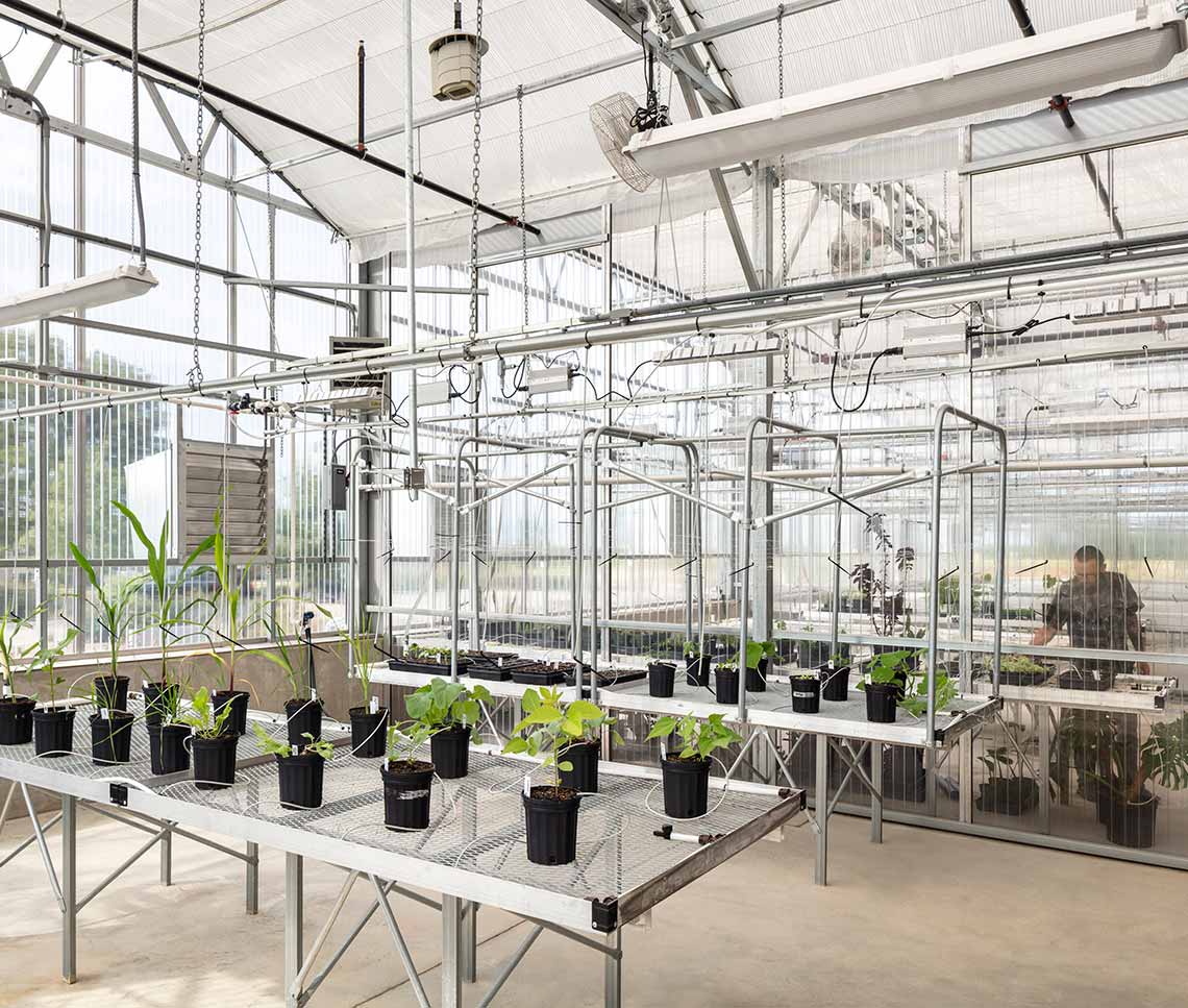 community college greenhouse with student working on plants