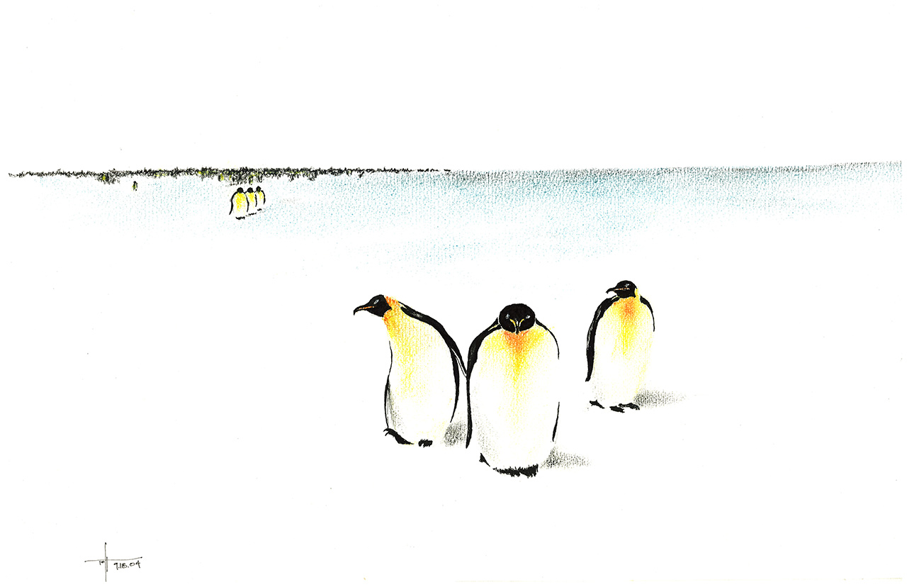 Sketch of three penguins in foreground and more in distance