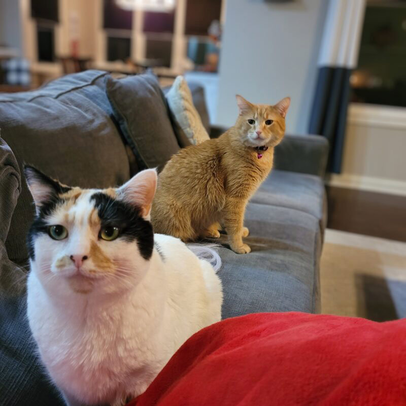 Cookie Dough and Dunkin