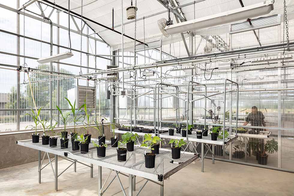 College students working in a greenhouse